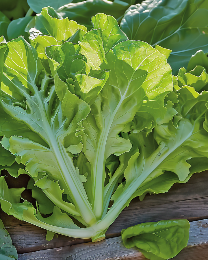 Plockssallat Witte Dunsel frön (Lactuca sativa) – ettårig grönsak