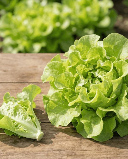Plockssallat Witte Dunsel (Lactuca sativa) – ettåriga grönsaksfrön från SeedsChoice