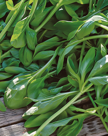 Frön av vårsallat Grote Noordhollandse (Valerianella locusta) – ettårig grönsak