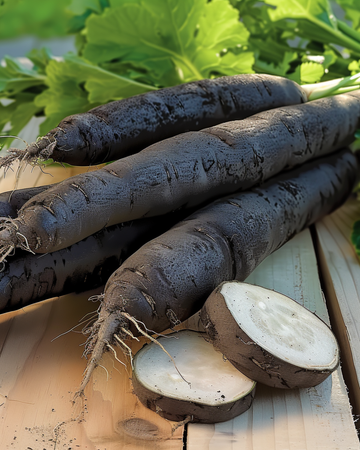 Duplex frön (Scorzonera hispanica) – ettårig grönsak
