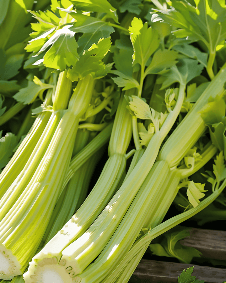 Sellerifrön Golden Self Blanching (Apium graveolens) – ettårig grönsak