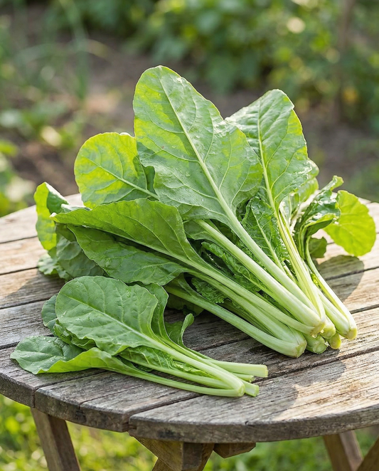 Mangold Common Green (Beta vulgaris) – ettåriga grönsaksfrön från SeedsChoice