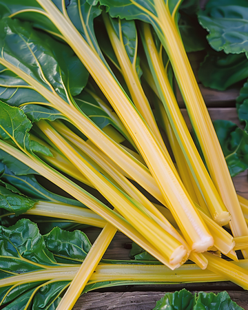Swiss Chard Yellow frön (Beta vulgaris) – ettårig grönsak