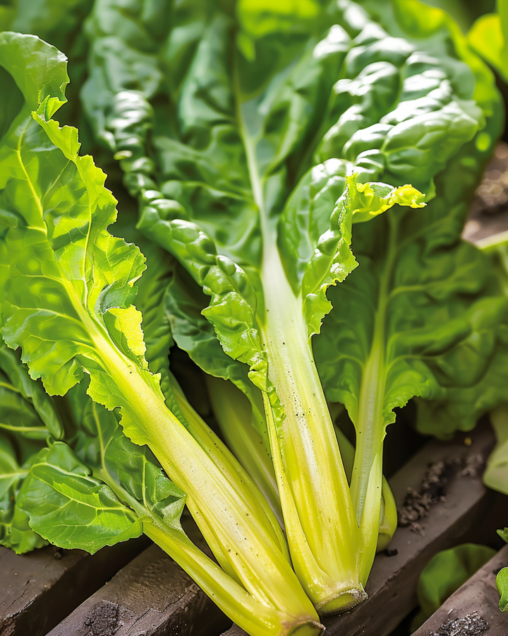Mangoldfrön Lucullus (Beta vulgaris) – ettårig grönsak