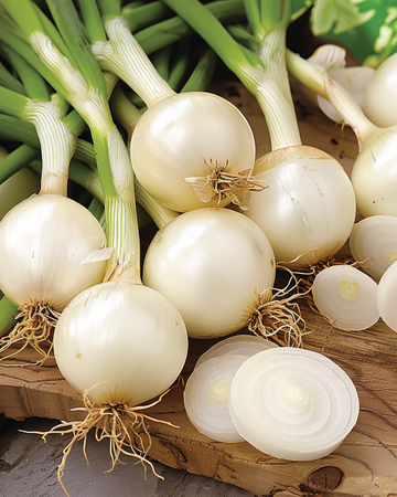 Frön till inläggningslök (Allium cepa) – ettårig grönsak