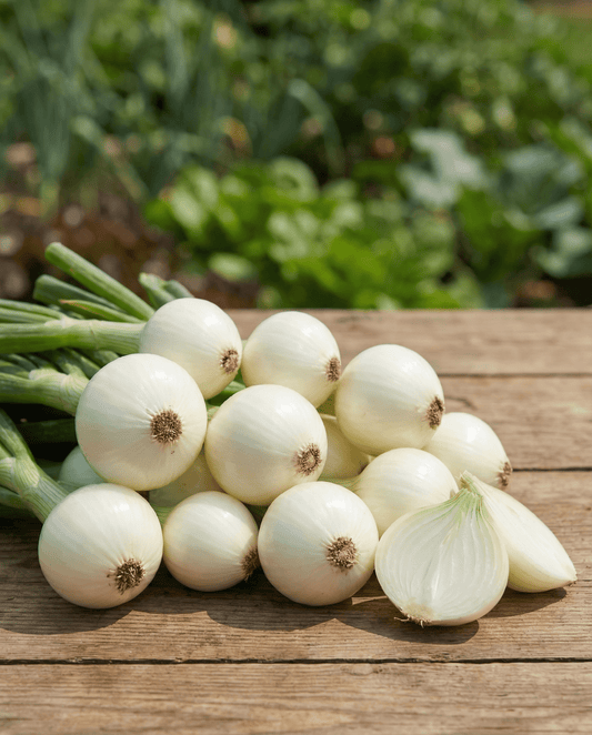 Inläggningslök (Allium cepa) – frön till ettåriga grönsaker från SeedsChoice