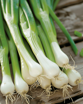Knippelöksfrön White Lisbon Allium Cepa ettårig