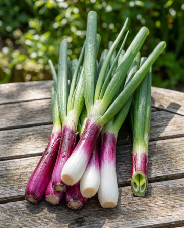 Red Ninja salladslök frön (Allium fistulosum) – flerårig grönsak