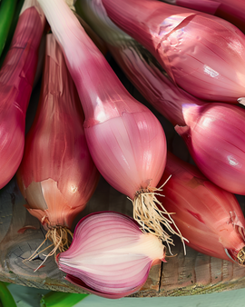 Lökfrön Rossa Lunga Di Firenze Allium cepa ettårig