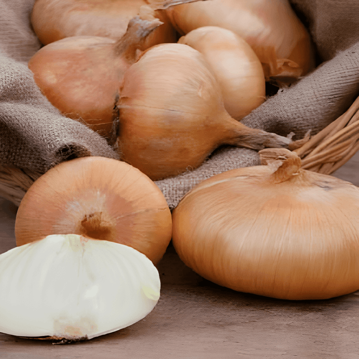 Lökfrön Rossa Lunga Di Firenze Italian Red (Allium cepa) – ettårig grönsak