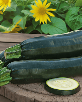 Sommarsquash Diamant F1 frön Cucurbita pepo ettårig