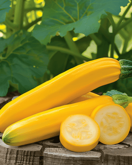 Gold Rush F1 zucchinifrön Cucurbita pepo ettårig