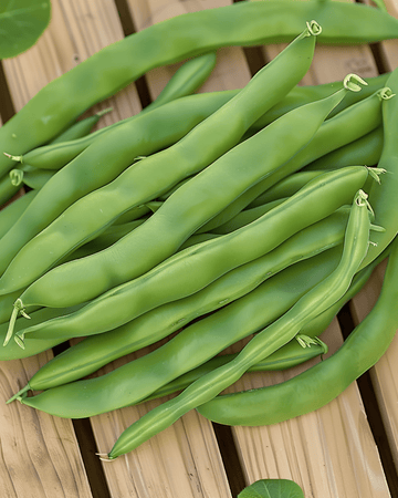 Buskböna Admires frön (Phaseolus vulgaris) – ettårig grönsak
