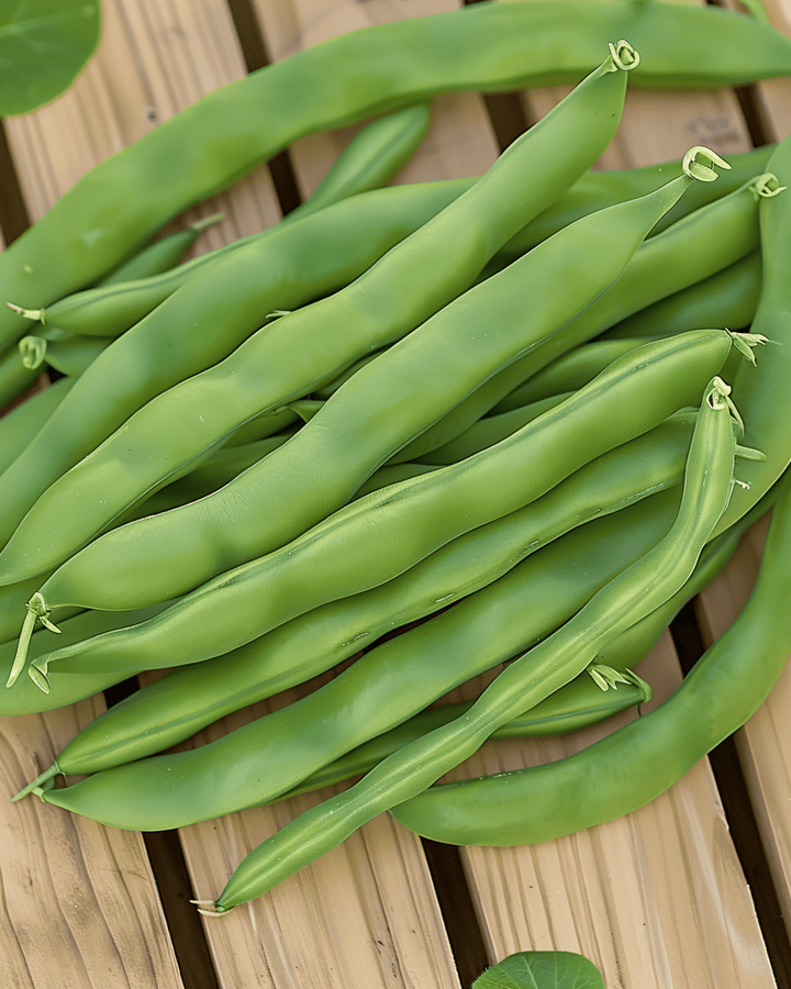 Buskböna Admires frön (Phaseolus vulgaris) – ettårig grönsak