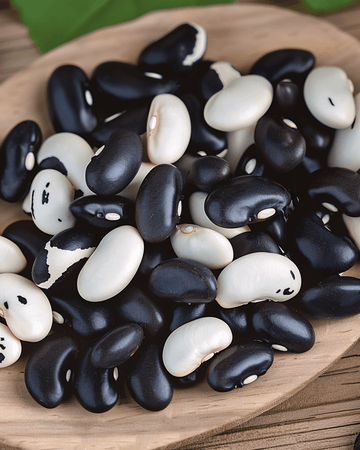 Buskböna Yin Yang torkböna frön (Phaseolus vulgaris) – ettårig grönsak