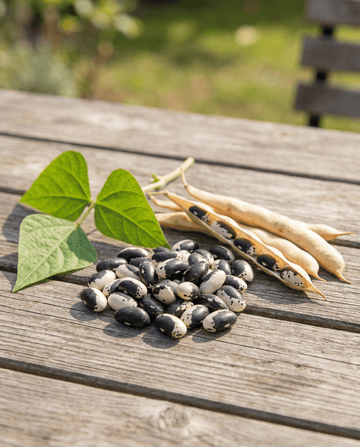 Buskböna Yin Yang torkböna (Phaseolus vulgaris) – ettåriga grönsaksfrön från SeedsChoice