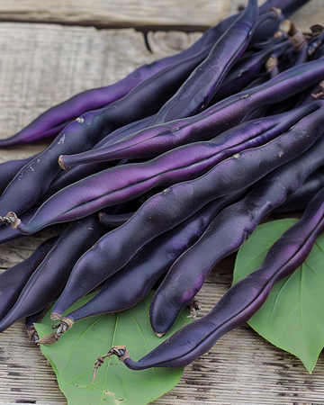 Störbönsfrön Blauhilde (Phaseolus vulgaris) – ettårig grönsak