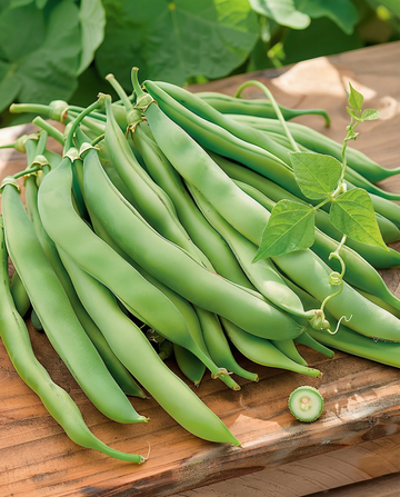 Klätterböna Westlandse Dubbele (Phaseolus vulgaris) – ettårig klätterväxtfrön från SeedsChoice