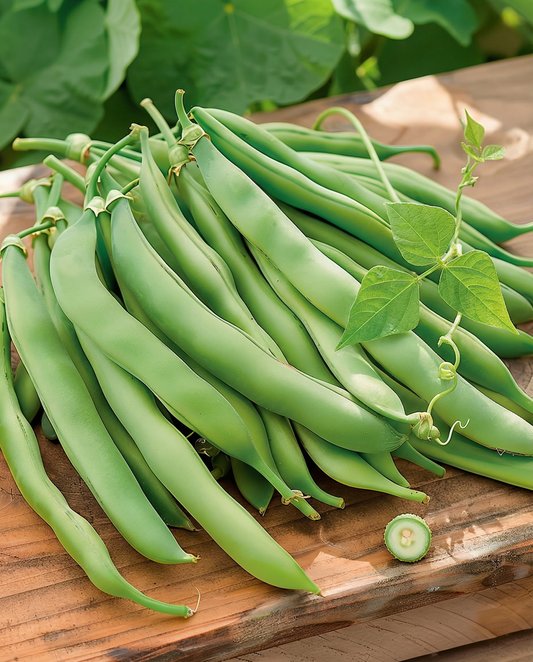 Klätterböna Westlandse Dubbele (Phaseolus vulgaris) – ettårig klätterväxtfrön från SeedsChoice