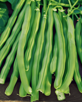 Fridjébönfrön Kylian Phaseolus vulgaris ettårig sort