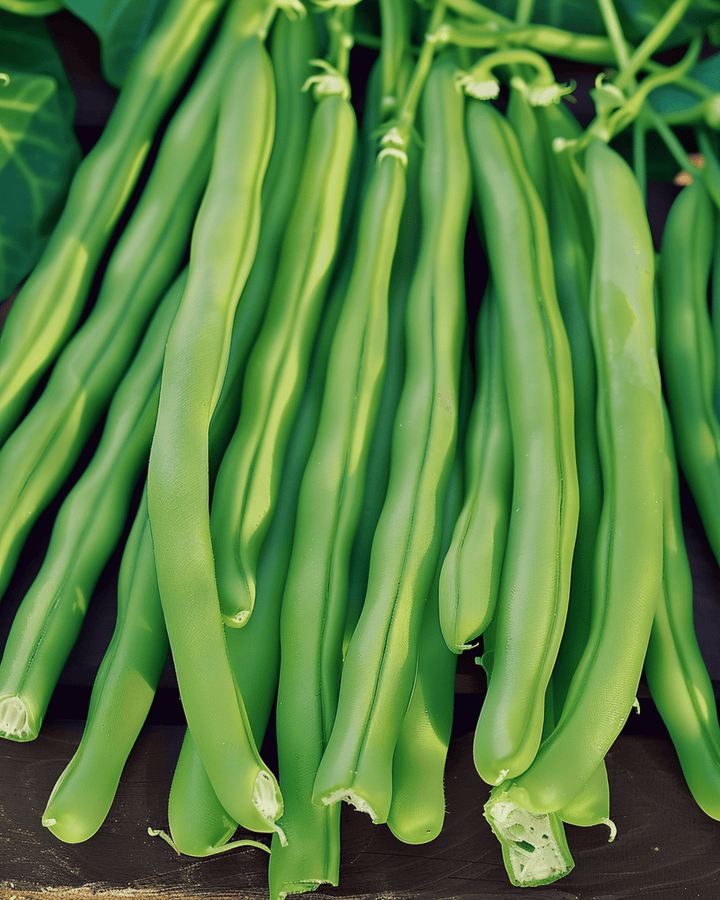 Buskböna Kylian frön (Phaseolus vulgaris) – ettårig grönsak