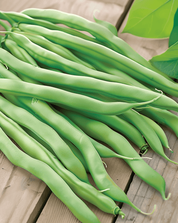 Buskbönor Delinel frön (Phaseolus vulgaris) – ettårig grönsak