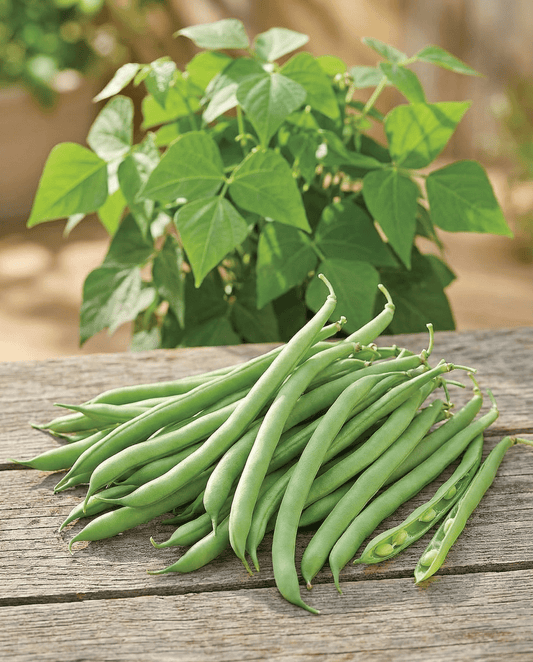 Buskbönor Delinel (Phaseolus vulgaris) – ettåriga grönsaksfrön från SeedsChoice