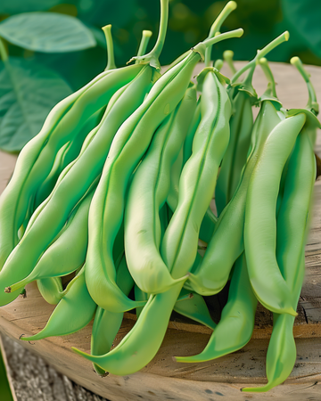 Frön till dvärgböna Record (Phaseolus vulgaris) – ettårig grönsak