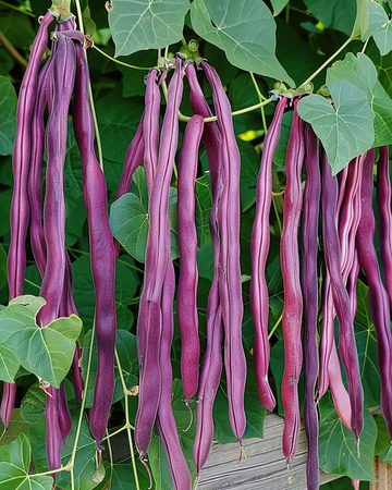 Långbönfrön lila skida (Vigna sesquipedalis) – ettårig grönsak
