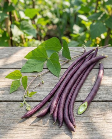 Långbön lila skida (Vigna sesquipedalis) – frön till ettårig grönsak från SeedsChoice
