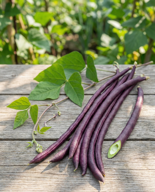 Långbön lila skida (Vigna sesquipedalis) – frön till ettårig grönsak från SeedsChoice