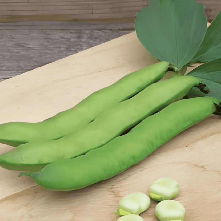 Bondbönafrön Witkiem (Vicia faba) – ettårig grönsak