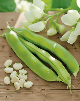 Bondbönsfrön Threefold White Vicia faba ettårig sort