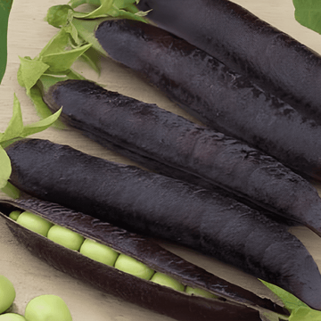 Ärtfrön Ezethas Krombek Blue Podded (Pisum sativum) – ettårig grönsak