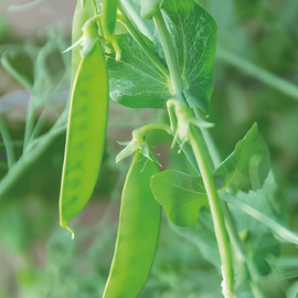 Sockerärtsfrön De Grace Pisum Sativum ettårig sort