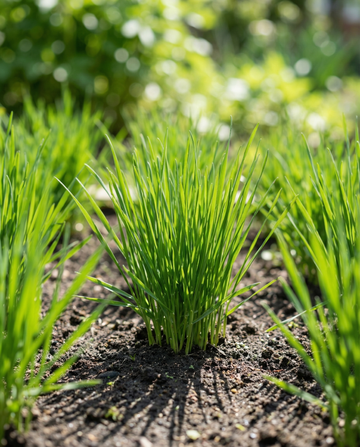 Kattgräs Korn (Hordeum vulgare) – frön till ettårigt gräs från SeedsChoice