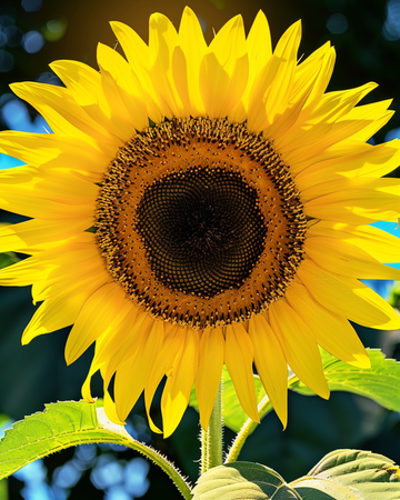 Jättesolrosfrön Giganteus (Helianthus annuus) – ettårig blomma
