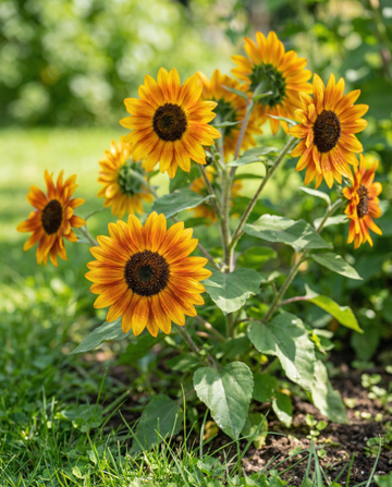 Solros Fantasy 70 cm (Helianthus annuus) – frön till ettårig blomma från SeedsChoice