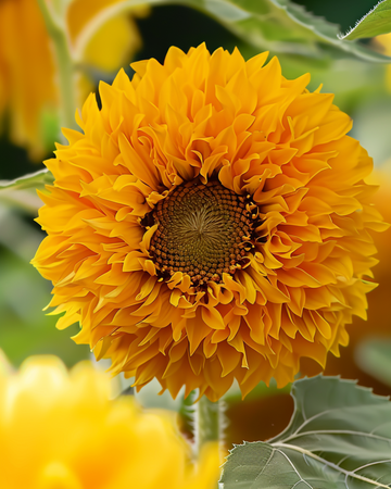 Solrosfrön Sungold Double Dwarf (Helianthus annuus) – ettårig blomma