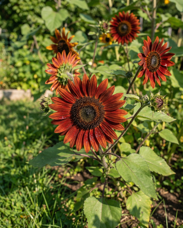 Solros Moulin Rouge (Helianthus annuus) – ettåriga blomsterfrön från SeedsChoice