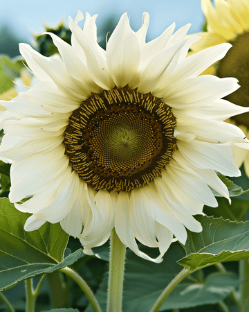 Solrosfrön White Moon F1 (Helianthus annuus) – ettårig blomma