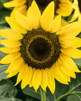 Solrosfrön Lemon Queen Helianthus Annuus ettårig blomma