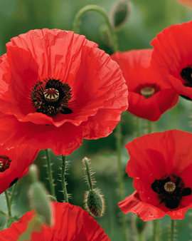 Frön av kornvallmo Papaver rhoeas, ettåriga röda blommor
