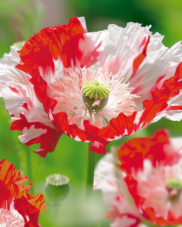 Vallmo Danish Flag – ettåriga blomsterfrön från SeedsChoice