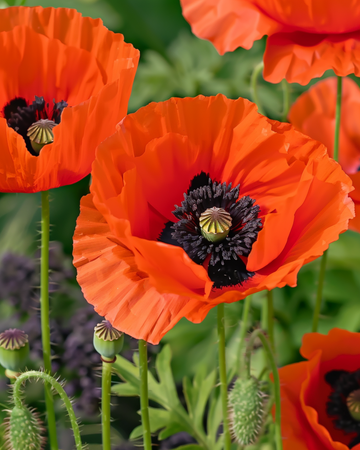 Frön för orientalisk vallmo-mix (Papaver orientale) – flerårig blomma