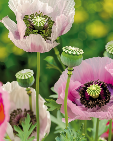 Vallmo enkelblommig blandning – ettåriga blomsterfrön från SeedsChoice
