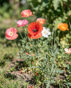 Vallmofrön ettårig enkelblommig blandning vallmoblommor