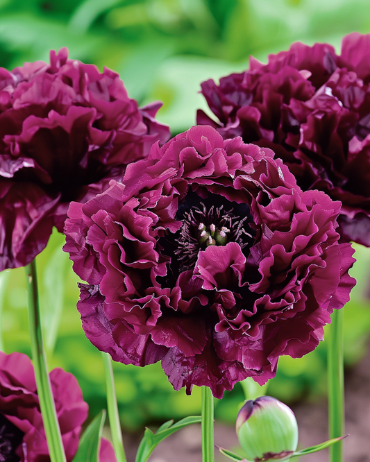 Vallmo Black Paeony mörkviolett 80 cm – ettåriga blomsterfrön från SeedsChoice