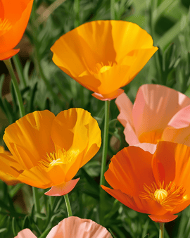 Vallmofrön Eschscholzia californica ettårig blandad enkelblommig sort