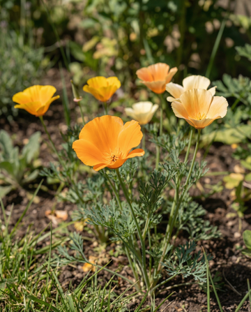 Vallmo Mixed Single Flowered (Eschscholzia californica) – ettåriga blomsterfrön från SeedsChoice
